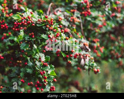 Weißdorn Crataegus monogyna-Busch mit roten Beeren. Selektiver Fokus Stockfoto