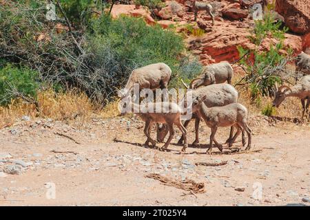 Bergziegen im Zion-Nationalpark Stockfoto