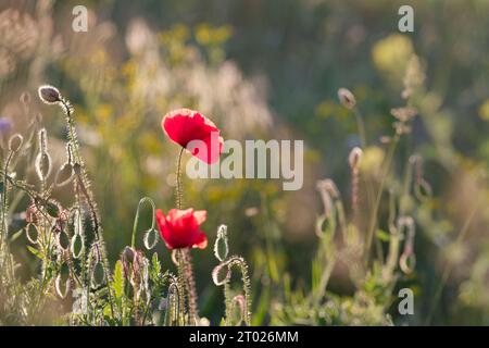 Rote Mohnblumen im sanften goldenen Sonnenuntergangslicht vor einem warmen, verschwommenen Hintergrund der Sommerwiesen. Stockfoto