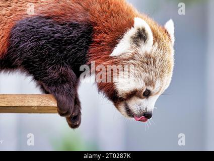 Ein roter Panda, der auf einem Holztisch thront und seine Zunge in einem entzückenden Ausdruck ausstreckt Stockfoto