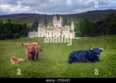 Highland Cattle vor der Sommerresidenz der britischen Königsfamilie befindet sich Balmoral Castle in Aberdeenshire, Schottland Stockfoto