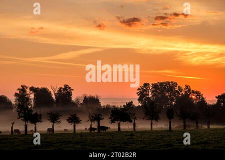 Lever de soleil sur une verger rercouvert de brumes peuplé de vaches | Sonnenaufgang auf einem nebeligen Obstgarten mit Kühen Stockfoto