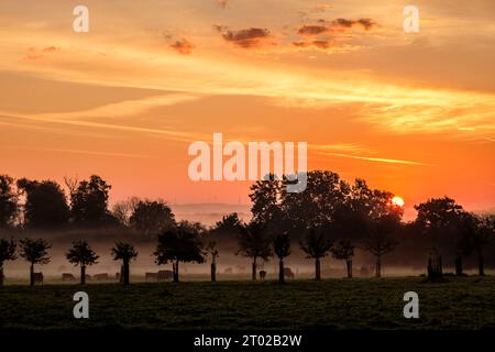 Lever de soleil sur une verger rercouvert de brumes peuplé de vaches | Sonnenaufgang auf einem nebeligen Obstgarten mit Kühen Stockfoto