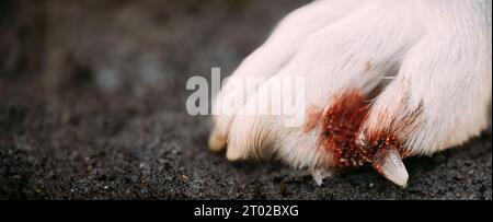 Gebrochener Hundennagel, Nahaufnahme. Beschädigte Klaue Und Finger Bei Hund. Nahaufnahme Der Großen Hundepfote Mit Beschädigtem Nagel. Blut Und Schmutz. Tierärztliche Versorgung Des Hundes Stockfoto