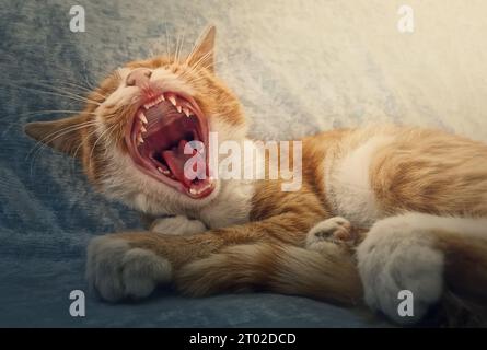 Nahporträt des verschlafenen orangen Katzengähns. Ginger Kätzchen macht drinnen ein Nickerchen auf dem gemütlichen Sofa und sitzt bequem Stockfoto