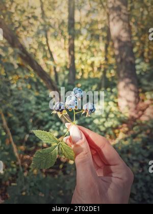 Weibliche Hand, die einen Zweig mit Reifen wilden Brombeeren hält. Frische Bio-Beeren aus dem Wald. Nahaufnahme Brombeerfrüchte in den Wäldern, Stockfoto