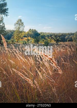 Herbstsaison Natur mit Fuchsschwanz-Schilf im Wind, malerische Aussicht auf die Landschaft Stockfoto