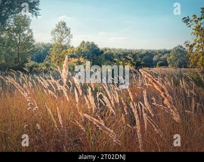 Landschaft der Herbstsaison mit Fuchsschwanz im Wind, malerische Natur in der Landschaft Stockfoto