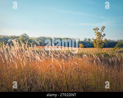 Herbstsaison Natur mit Fuchsschwanz-Schilf im Wind, malerische Aussicht auf die Landschaft Stockfoto