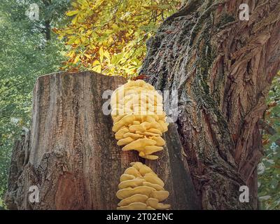 Baumpilze wachsen auf einem Kastanienstiel. Waldhühner (Laetiporus sulphureus) Stockfoto