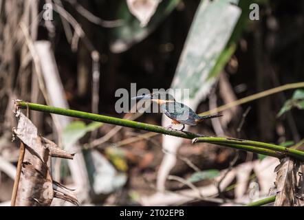 Seitenansicht eines hoch sitzenden grünen und Rufous Kingfisher (Chloroceryle inda), Napo River, Ecuador Stockfoto