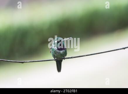 Purple-bibbed Whitetip (Urosticte benjamini) auf einem Ast in Ecuador Stockfoto