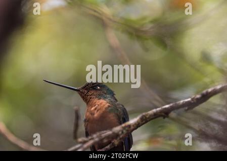 Hoch sitzender strahlender Sonnenstrahl (Aglaeactis cupripennis) in Ecuador Stockfoto