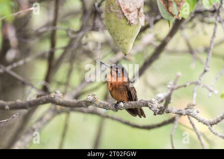 Hoch sitzender strahlender Sonnenstrahl (Aglaeactis cupripennis) in Ecuador Stockfoto