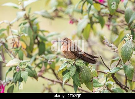 Hoch sitzender strahlender Sonnenstrahl (Aglaeactis cupripennis) in Ecuador Stockfoto