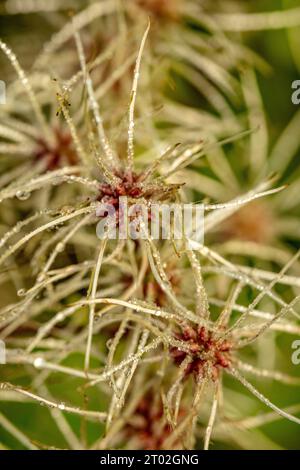 Natürliches Nahaufnahme-Pflanzenporträt von Usnea Subfloridana (Bart des alten Mannes), das das Chaos der Natur in seiner Struktur zeigt Stockfoto