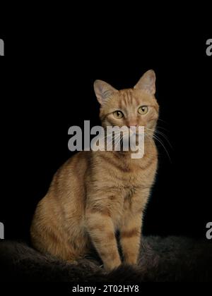 Niedliche rote Katze, die auf Lammfell sitzt und in die Kamera blickt. Vertikales Bild mit schwarzem Hintergrund. Stockfoto