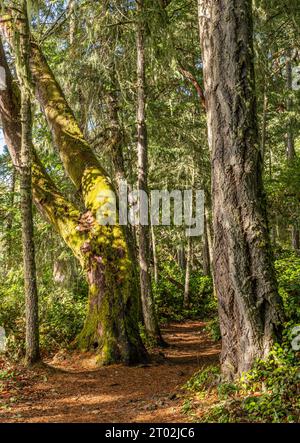 Ein Wanderweg zum Creyke Point im East Sooke Regional Park in British Columbia, Kanada. Stockfoto