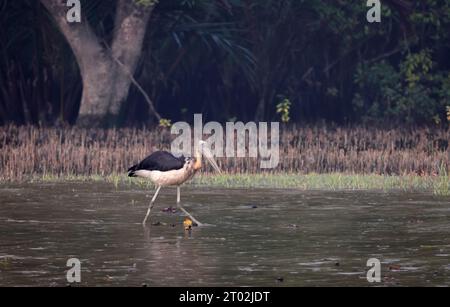 Kleiner Adjutant ist ein großer Watvogel aus der Storchfamilie Ciconiidae. Dieses Foto wurde aus sundarbans, Bangladesch, aufgenommen. Stockfoto