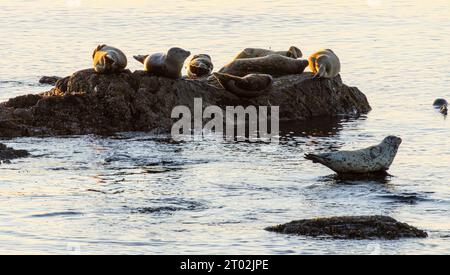 Harbor Seehunde (Phoca vitulina) ruhen sich bei Sonnenaufgang auf Felsen in der Nähe von Tower Point im Witty's Lagoon Regional Park in Metchosin, British Columbi aus Stockfoto