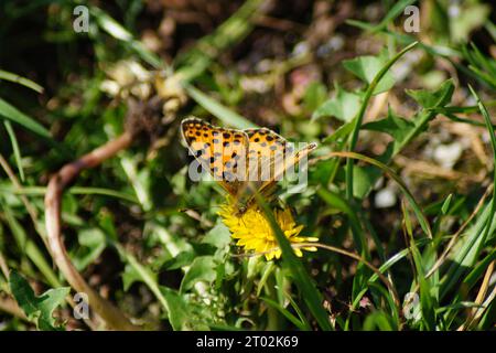 Kleiner Perlschmetterling auf einer gelben Blume Stockfoto