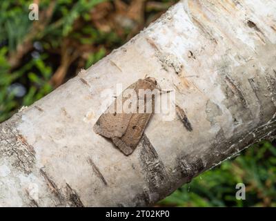 Noctua, eine weniger gelbe Unterflügelmotte, die auf einem silbernen Birkenzweig ruht. Stockfoto