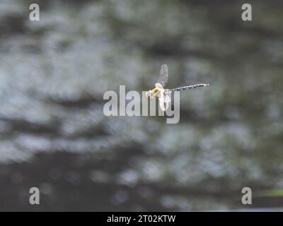 Eine männliche migrantische Hawker-Libelle, Aeshna mixta, die über einem Teich schwebt. Stockfoto