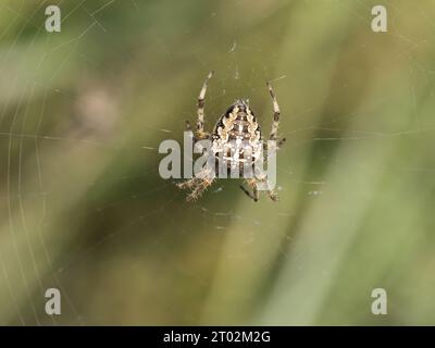 Araneus diadematus wird allgemein als Europäische Gartenspinne, Kreuzspinnenkreuz, Diademspinne, Orang, Kreuzspinnenkreuz, und gekrönter Orgelweber. Stockfoto