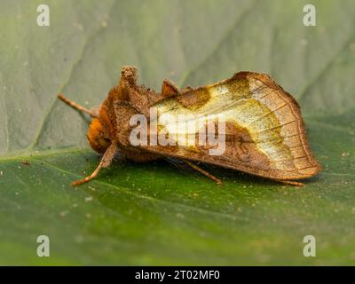 Diachrysia chrysitis, eine brünierte Messingmotte, die auf einem grünen Blatt ruht. Stockfoto