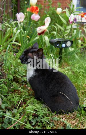 Junge schwarz-weiße Katze, die vor Ultraschall-Katzenabwehrmittel in einem grünen Garten sitzt. Stockfoto