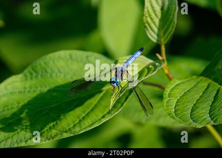 Une libellule se repose sur une feuille Stockfoto