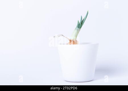 Pflanzen im Labor anbauen. Grüne Zwiebeln auf weißem Hintergrund. Pestizide, Herbizide und Düngemittel für die Pflanzenernährung. Stockfoto