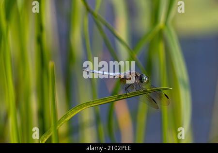 Une libellule se repose sur une feuille Stockfoto