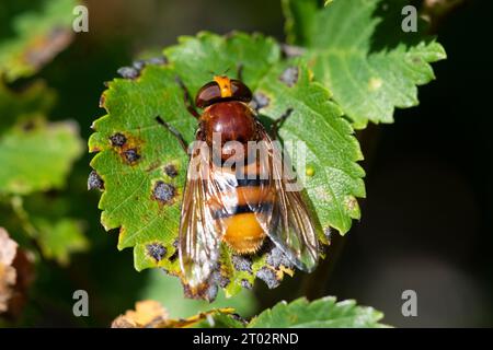 Hornet imitiert Hoverfly (Volucella zonaria) Portland, Dorset, England. Stockfoto