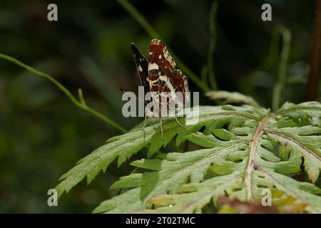 Araschnia levana Familie Nymphalidae Gattung Araschnia Karte Schmetterling wilde Natur Insektenfotografie, Bild, Tapete Stockfoto