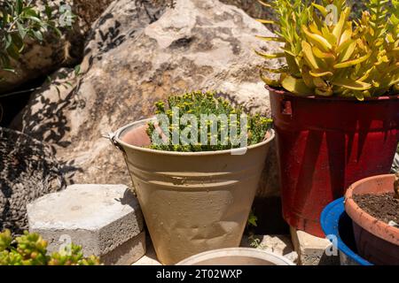 Im sonnendurchfluteten Garten werden wunderschöne Sukkulenten in Eimern kreativ als Blumentöpfe verwendet, die umweltfreundliches Gartendesign und Wiederverwendung nutzen. Stockfoto