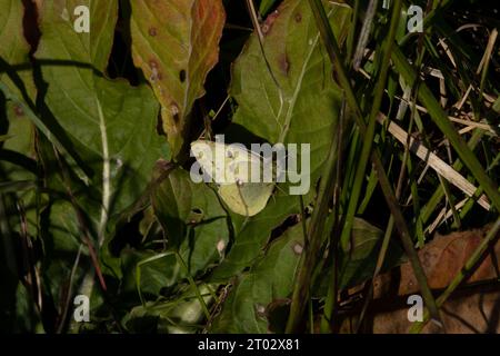 Colias alfacariensis Familie Pieridae Gattung Colias Bergers getrübter gelber Schmetterling wilde Natur Insektenfotografie, Tapete, Bild Stockfoto