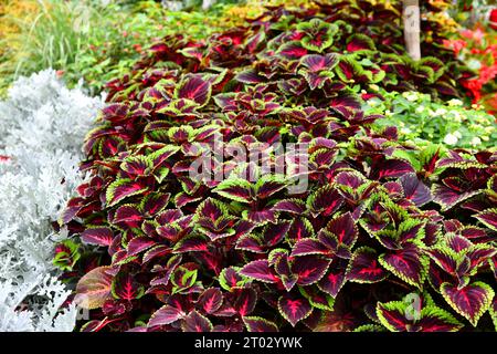 Coleus auf einem wunderschön bepflanzten Blumenbeet Stockfoto