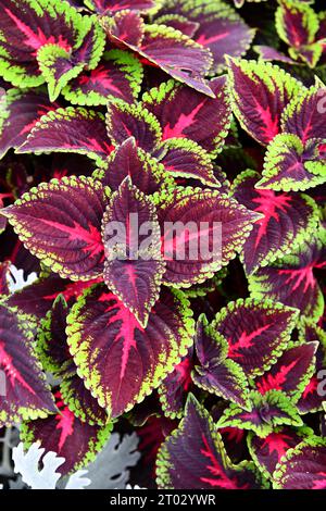 Coleus auf einem wunderschön bepflanzten Blumenbeet Stockfoto
