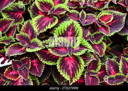 Coleus auf einem wunderschön bepflanzten Blumenbeet Stockfoto