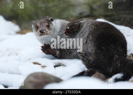 Eurasischer Otter, Lutra lutra, Detailporträt Wassertier im Winternaturraum, Deutschland Stockfoto