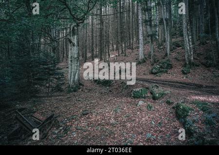 In einem dunklen Wald Stockfoto