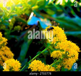 Eine Nahaufnahme einer Biene, die auf leuchtend gelben Blüten thront, mit einem sanften blau-weißen Wolkenhimmel im Hintergrund Stockfoto