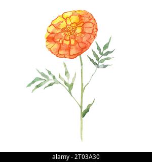 Ringelblumen, Blumen in Aquarellen, Symbol für Langlebigkeit in China, Symbol für den Tag der Toten Stockfoto