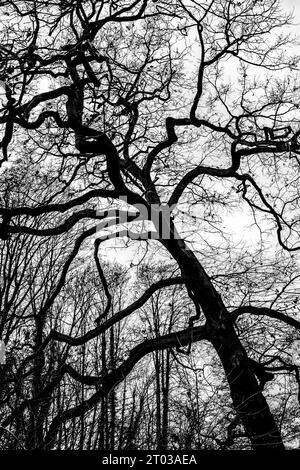 Äste eines Baumkrons von unten gesehen - Struktur, Textur Stockfoto