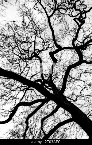Äste eines Baumkrons von unten gesehen - Struktur, Textur Stockfoto