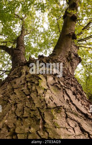 Baumkronen mit Herbstlaub von unten gesehen Stockfoto