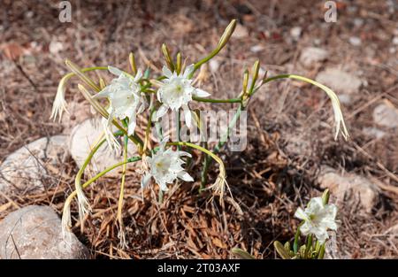 Sandlilien. Selektiver Fokus auf Sandlilien, einer endemischen Pflanze auf der Halbinsel Datca. Stockfoto