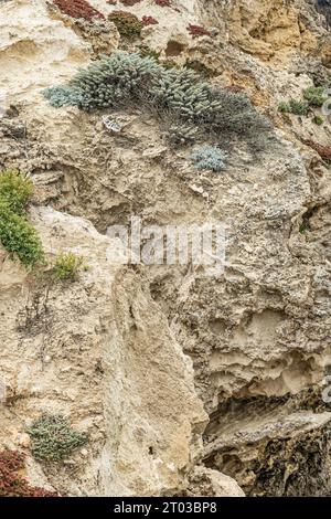 Santa Cruz Island, CA, USA - 14. September 2023: Nahaufnahme, beige braune senkrechte Klippen mit etwas grüner Vegetation. Stockfoto