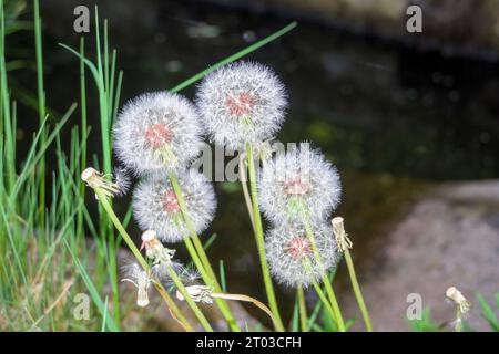 Gruppe Löwenzahn auf dem Feld komplett ohne Rupfen oder Blasen Stockfoto